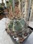Preview: Astrophytum capricorne aureum